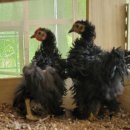 산안개 농장 이미지