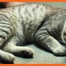 우리가축병원 이미지