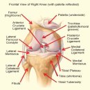 무릎관절 손상의 종류와 단계별 재활치료 방법 ① 이미지