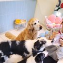 무병짱수 이미지