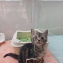 강아지분양 고양이분양 헬로브리더 이미지