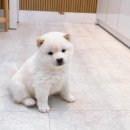 합천 일번지 켄넬 이미지