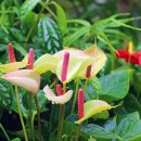 화명 수목원 식물원의 아름다운 꽃 이미지