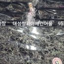대성청과