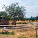 초정목장 이미지