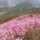 제23차 4월 정기산행:창원 천주산 진달래꽃 산행 안내 이미지