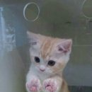 달인수제한방족발 이미지