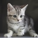 집사의 하루 대구점 이미지