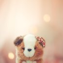 동그리펫 이미지