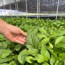 부지깽이 이미지