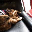 북악동물병원 이미지