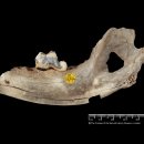 유대바이오 | 가장 오래된 개들은 빙하기 인간과 함께 산 것으로 DNA 분석에서 드러나