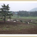 풍요목장 이미지