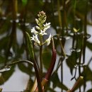 한국지엠의정부지정서비스 | 초록빛 산책, 포천 국립수목원 봄꽃 구경(주차, 예약, 맛집, 카페, 둘레길)