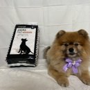 도그도기 이미지