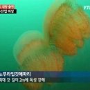 해파리 - 수영구 남천바다로33번길 72 | 해파리