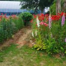 나무뜨락 이미지