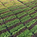 안줄농장 이미지