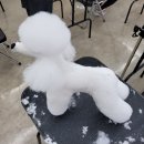 양산유캔애견미용학원