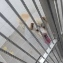 마사랑동물병원 네이버블로그