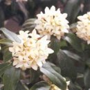 선흘리 백서향 및 변산일엽군락 이미지