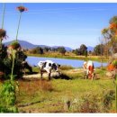 지방농장 이미지