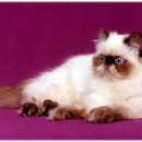 고양이샵 이미지