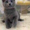 라온캣 대구고양이분양 낭만펫 강아지분양 대구점 이미지