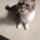 그루밍멍멍 이미지