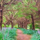 5월 추천 여행지=구례군 천개의 향나무숲=걷는 순간 마음까지 맑아지는 숲길 이미지