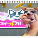 부천강아지분양 고양이분양 24시 데려가개 부천점 이미지