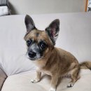 유동물의료센터 이미지