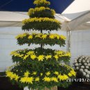 범과같이 이미지