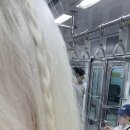 은비수선 이미지
