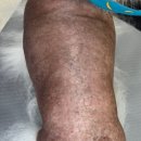 댕댕사우나 이미지