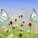 퓨퍼(PUPA) 티스토리