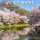 한나루로 604↔한나루로 598-3 | 발품팔아 찾아낸 교토 숨은 벚꽃명소 4월 만개 포토스팟 위치