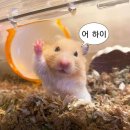 이소콘도 | 스물여섯 일월, 나는 멋쟁이 도마도