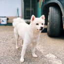 촌닭마을 이미지