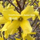 개나리 Forsythia koreana (Rehder) Nakai 이미지
