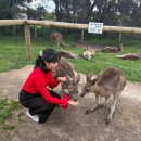 어린이식당마루 | 필립아일랜드 마루동물원 | 야생캥거루와 셀카 찍는 멜버른 투어 후기