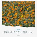 강변시민공원 공도교 벤치 옆 | 남양주 한강시민공원 삼패지구 황화코스모스 만개! 지금이 절정이에요