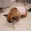 안녕하개 | [안녕하개] 안녕하개 호텔링 후기