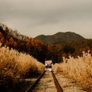소양강카서비스 | 🍁가을엔 여기! 🍂 올가을 놓치면 후회할 국내 기차여행 패키지 5곳