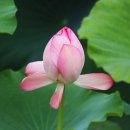청담B Daum카페
