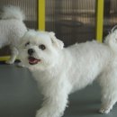 댕댕아리 이미지