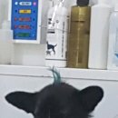 꼬리치랑개 이미지