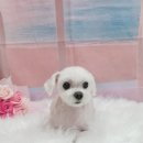 부티크멍 애견미용실 이미지