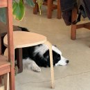 봉산동 강아지 이미지