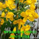 분홍공주 이미지